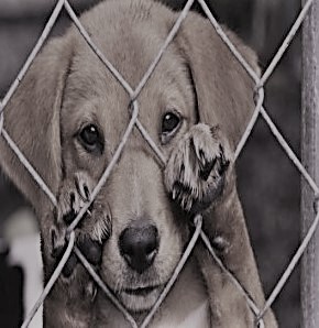 Soi Dog Foundation