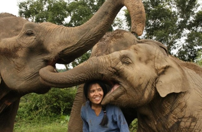 Save Elephant Foundation